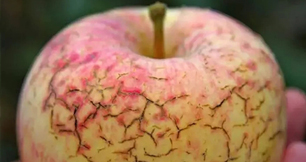 作物缺鈣不要慌，水蜜桃视频在线播放生物來幫忙