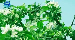 煙台水蜜桃视频在线播放生物帶你走進文登----樸實的大叔給你講述華麗的效果